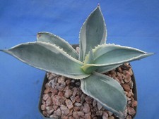 Agave gypsophila "Ivory Curls"