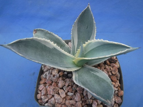 Agave gypsophila ivory curls - gypsophila, curls"