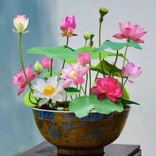 10 Semi Di Fiori Di Loto Misti