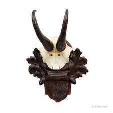 Antico trofeo di camoscio su