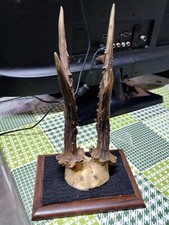 Vintage Corna Vere con Base in Legno da Scrivania o Parete