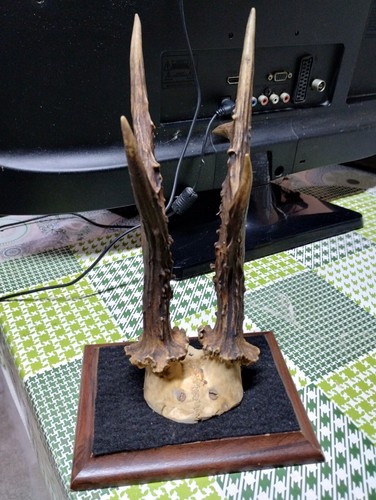 Vintage corna vere con - vintage, base