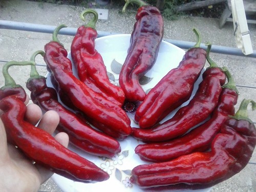 Peperoncino numex big - numex, jim