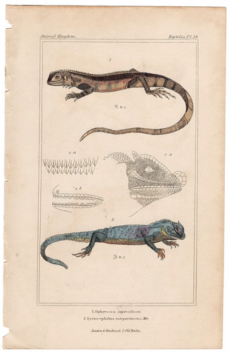 Cuvier regno animale antica - cuvier,