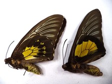 ORNITHOPTERA T HALIPHRON NAIAS,  Qualité  B   PAIRE  Alor island ,Indonesie