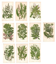 Antique FLOWERS & PLANTS 10