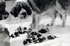 Foto vintage Animali, San Bernardo con i 12 cuccioli, 1963, stampa 18 x 12 cm