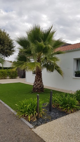 Washingtonia robusta palmier - /,