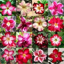 Adenium obesum seёds, 20