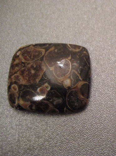 Turritella agata fossile - turritella,