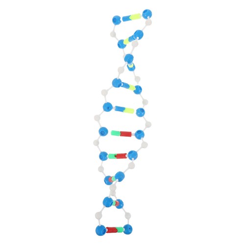 Modello molecola dna - modello,