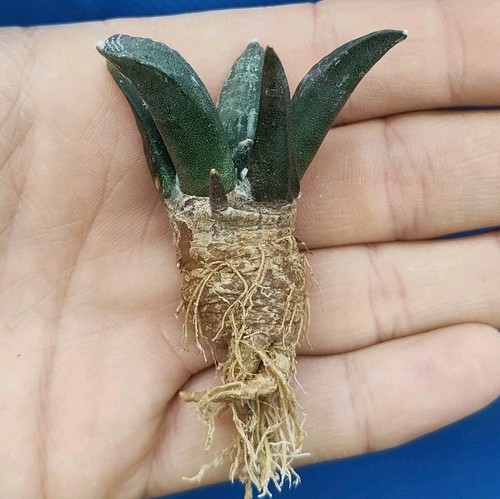 Ariocarpus retusus - , cv