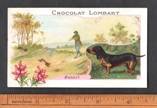 Rabbit Hunting With Basset