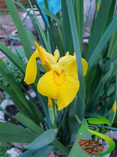 20x iris giallo - iris, giardino