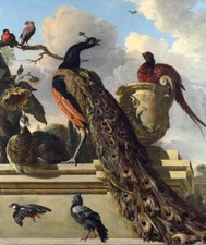 Dipinto olio animale in paesaggio pavone uccellini-in-a-parco-melchior-dHondecoeter