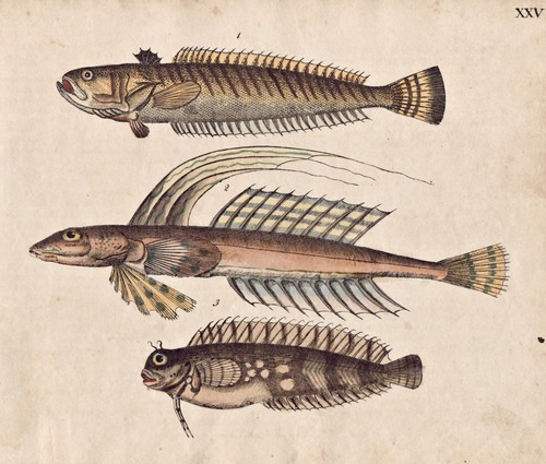 Petermännchen weever fish