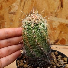 Thelocactus bicolor Vaso 10 cm