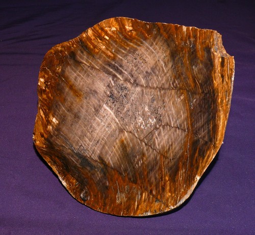 Legno fossile sicomoro - fossile, di
