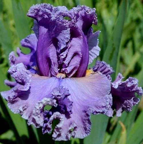 Iris taffeta princess - tb., 'taffeta