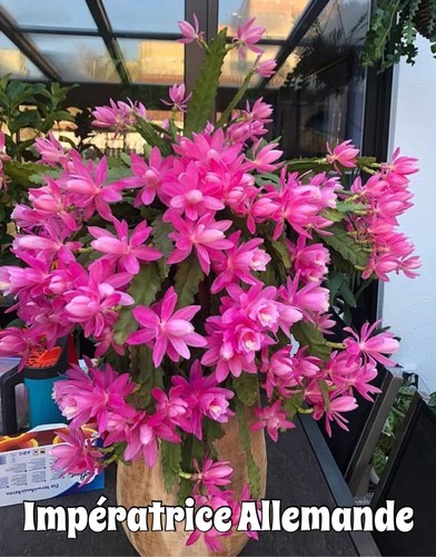 Epiphyllum impératrice - ✨,