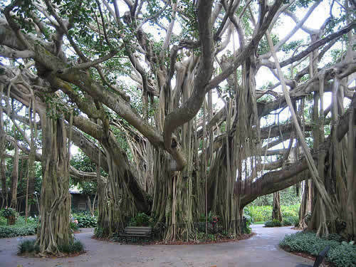 Ficus benghalensis baniano - benghalensis,