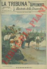 Viticoltura - BIANCHINI - Vendemmia.