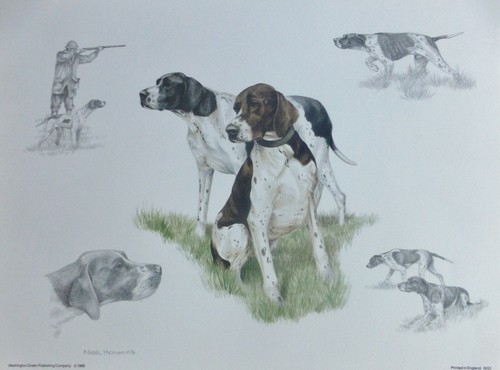 Nigel orli pointer - orli, cane