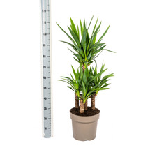 Giglio di palma gigante Yucca