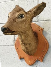 Trofeo Capriolo femmina tassidermia