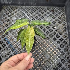 alocasia polly aurea