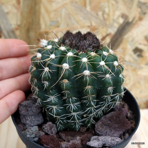 Notocactus uebelmannianus vaso - notocactus,