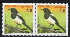Tunisie 2018 pie pica - tunisie, (pica