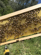 MIELE di CASTAGNO 500g  BIO