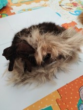 Cappello da donna in pelliccia di castoro vintage, anni '50-60