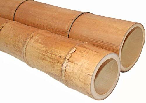 Canne bamboo gigante 100 - di,