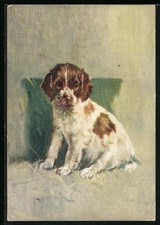 Cartolina Welsh Springer