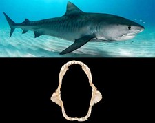 Mascella Bocca Squalo Tigre