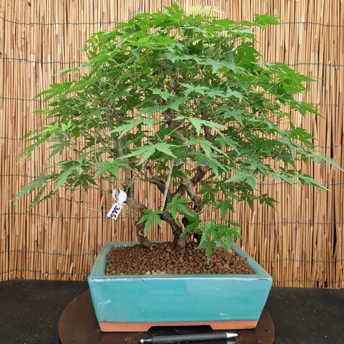 Bonsai acero yamamomijii h - bonsai,