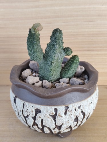 Pseudolithos caput viperae - pseudolithos, caput-viperae