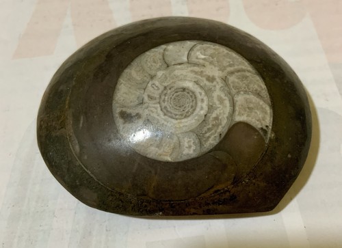 Fossile conchiglia ammonite - conchiglia,