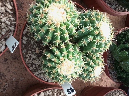 Echinocactus - ,