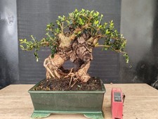 bonsai  olivastro   h 28 cm