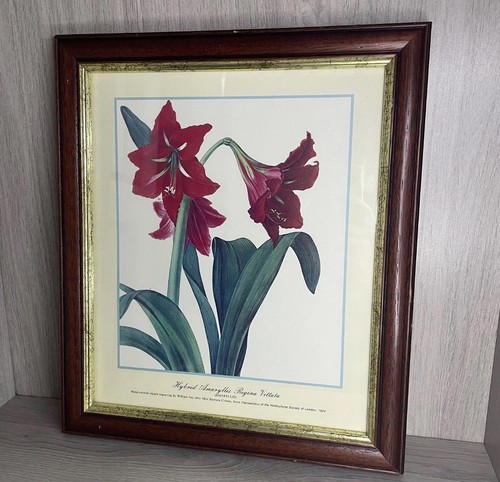 Amaryllis regina vittata - regina,