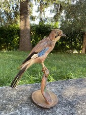 Ghiandaia Eurasiatica, Uccello imbalsamato