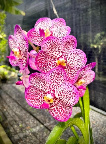 Orchidea vanda warintra - vanda,