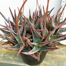 Aloe Christmas Carol Magnifica