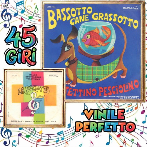 Bassotto cane grassotto - cane,