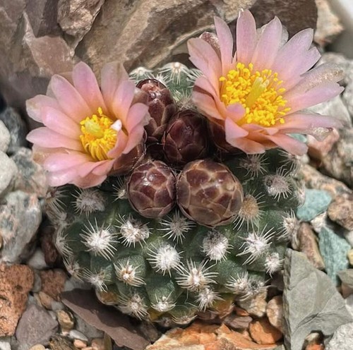 Pediocactus knowltoni sb304 - knowltoni,