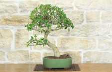 Bonsai di Ficus Retusa (130)
