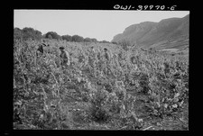 Sicilia italia 1943 - sicilia,